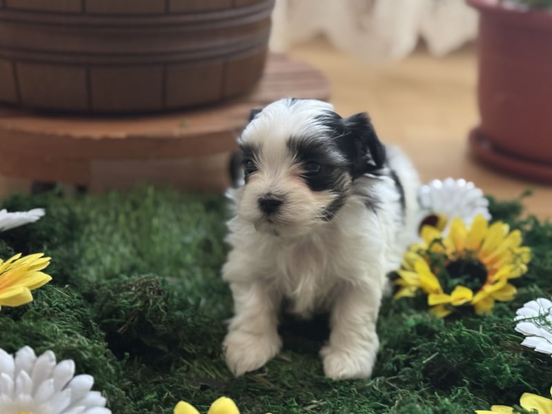 4 kleine Malteser/Shi-Tzu Mischlinge suchen ein neues Zuhause