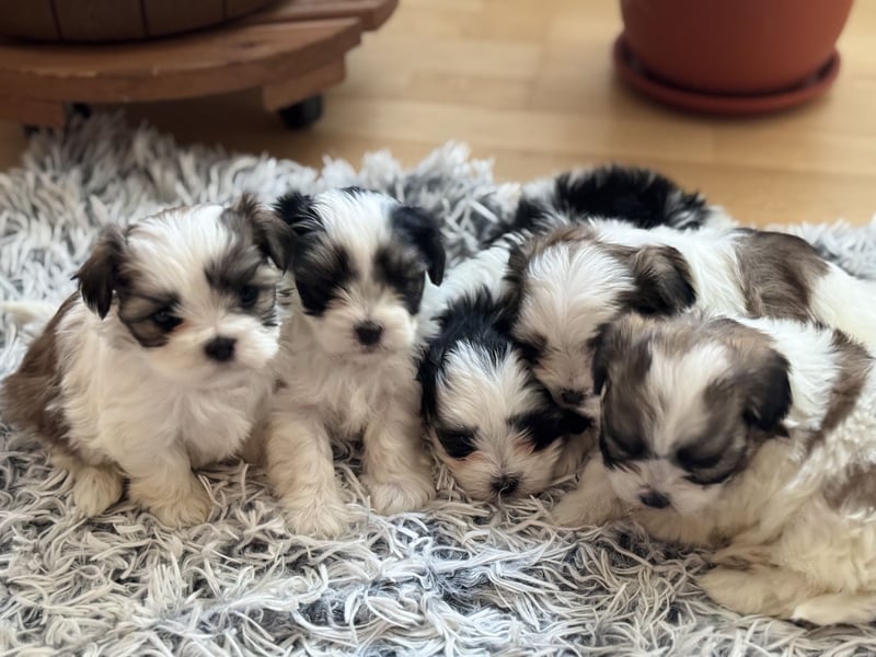 4 kleine Malteser/Shi-Tzu Mischlinge suchen ein neues Zuhause