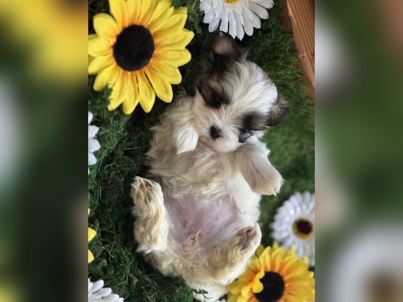 4 kleine Malteser/Shi-Tzu Welpen suchen ein liebevolles Zuhause