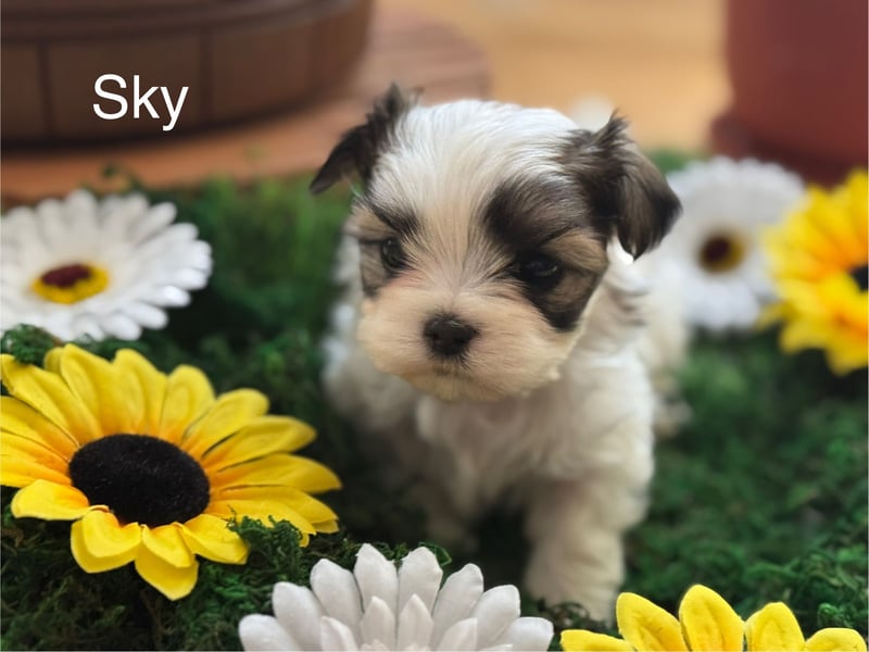 4 kleine Malteser/Shi-Tzu Welpen suchen ein liebevolles Zuhause