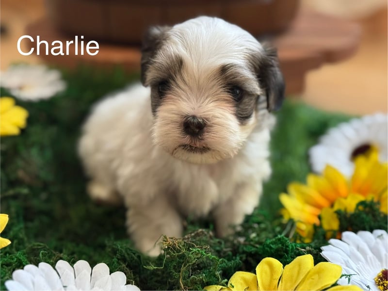 4 kleine Malteser/Shi-Tzu Mischlinge suchen ein neues Zuhause