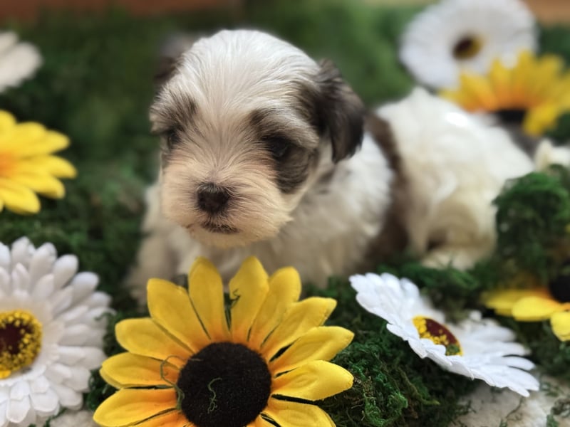 4 kleine Malteser/Shi-Tzu Mischlinge suchen ein neues Zuhause