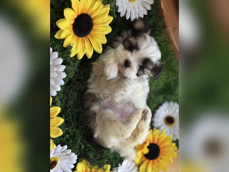 4 kleine Malteser/Shi-Tzu Welpen suchen ein liebevolles Zuhause