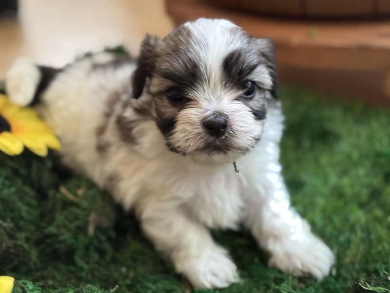 4 kleine Malteser/Shi-Tzu Welpen suchen ein liebevolles Zuhause