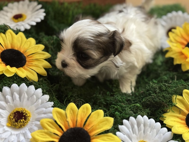 4 kleine Malteser/Shi-Tzu Welpen suchen ein liebevolles Zuhause