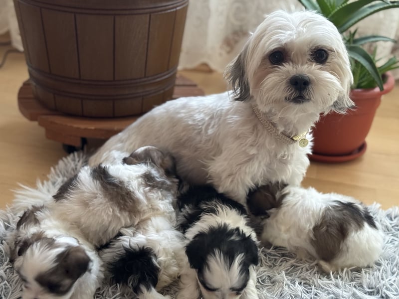 4 kleine Malteser/Shi-Tzu Mischlinge suchen ein neues Zuhause