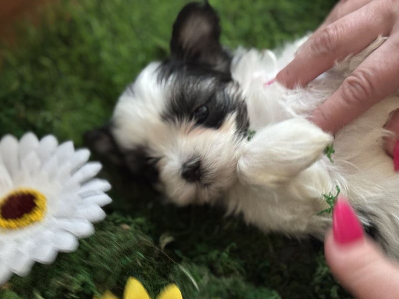 4 kleine Malteser/Shi-Tzu Mischlinge suchen ein neues Zuhause