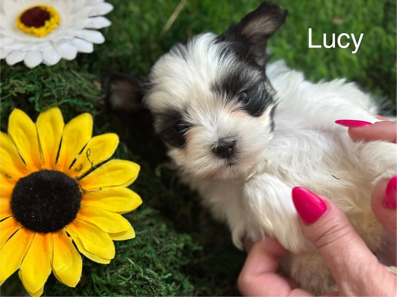 4 kleine Malteser/Shi-Tzu Mischlinge suchen ein neues Zuhause