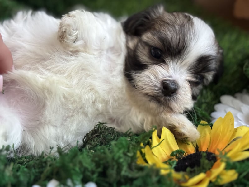 4 kleine Malteser/Shi-Tzu Welpen suchen ein liebevolles Zuhause