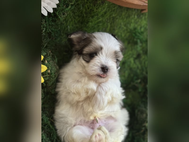 4 kleine Malteser/Shi-Tzu Mischlinge suchen ein neues Zuhause