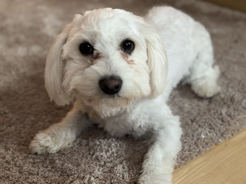 4 kleine Malteser/Shi-Tzu Mischlinge suchen ein neues Zuhause