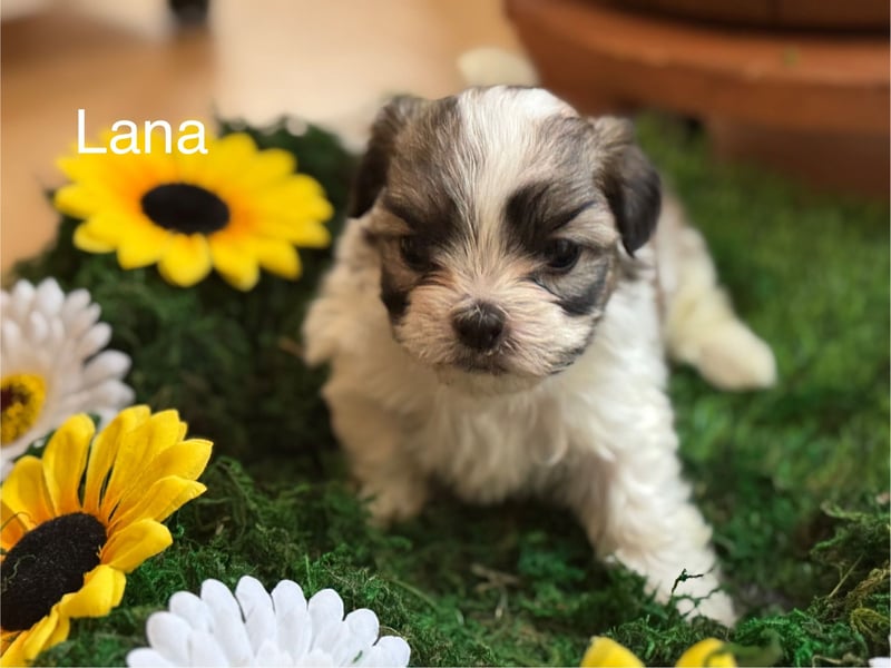 4 kleine Malteser/Shi-Tzu Welpen suchen ein liebevolles Zuhause
