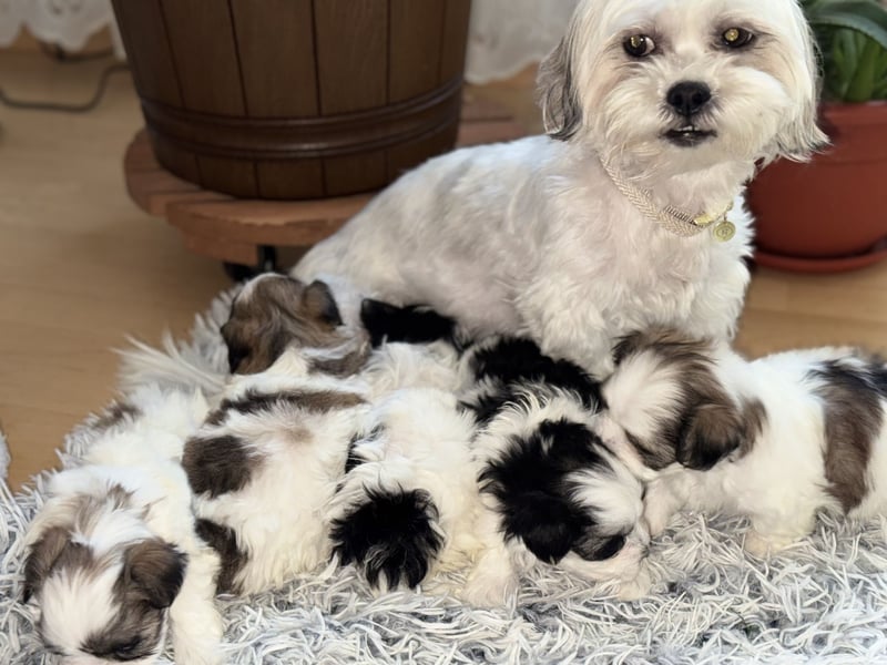 4 kleine Malteser/Shi-Tzu Mischlinge suchen ein neues Zuhause