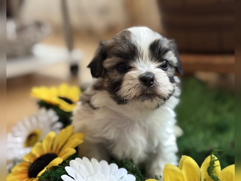 4 kleine Malteser/Shi-Tzu Welpen suchen ein liebevolles Zuhause
