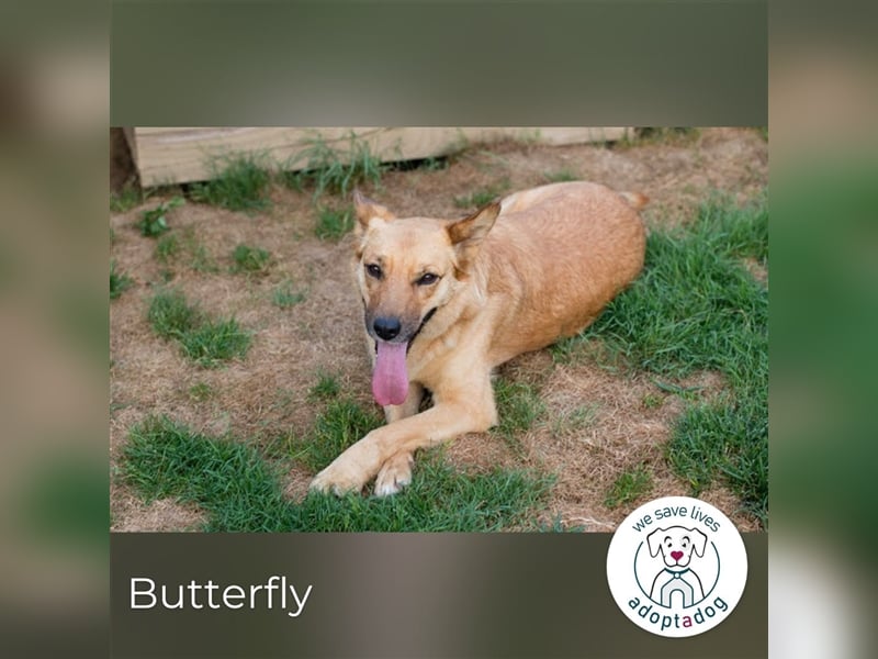Butterfly – Bereit für die Metamorphose