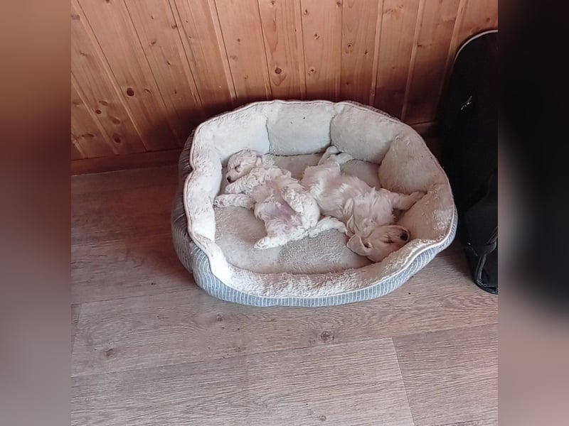Malteser Welpen
