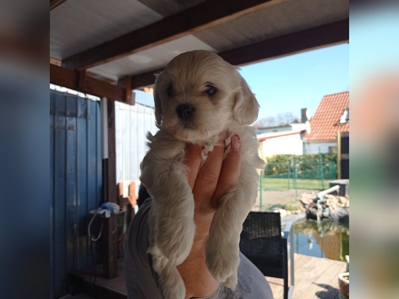 Malteser Welpen