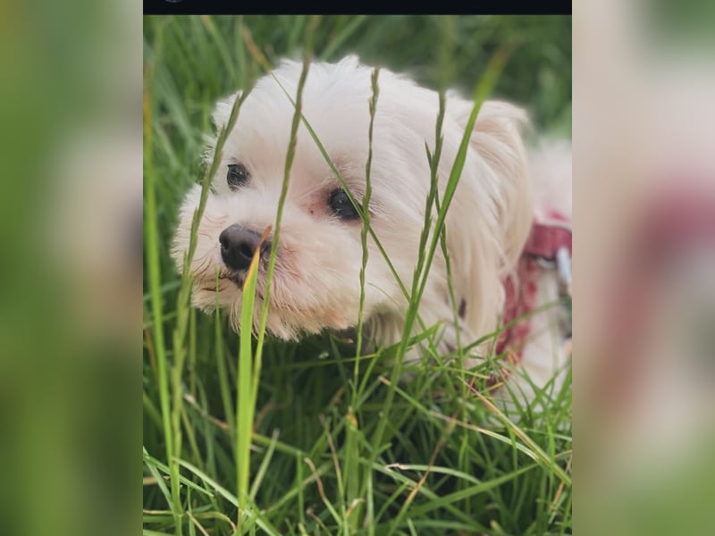 Zwei kleine Hündinnen suchen ein liebevolles Zuhause – Malteser-Yorkie-Mix, 7 Jahre (Königswinter)
