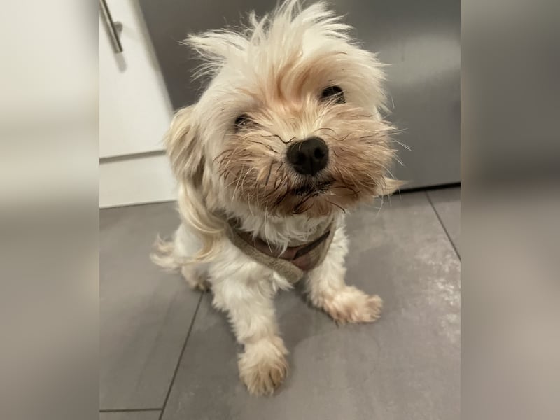 Zwei kleine Hündinnen suchen ein liebevolles Zuhause – Malteser-Yorkie-Mix, 7 Jahre (Königswinter)