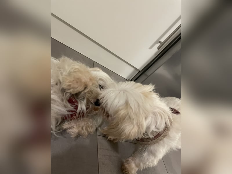 Zwei kleine Hündinnen suchen ein liebevolles Zuhause – Malteser-Yorkie-Mix, 7 Jahre (Königswinter)