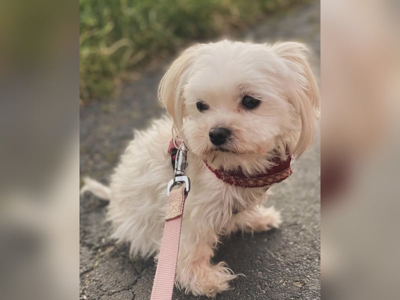 Zwei kleine Hündinnen suchen ein liebevolles Zuhause – Malteser-Yorkie-Mix, 7 Jahre (Königswinter)