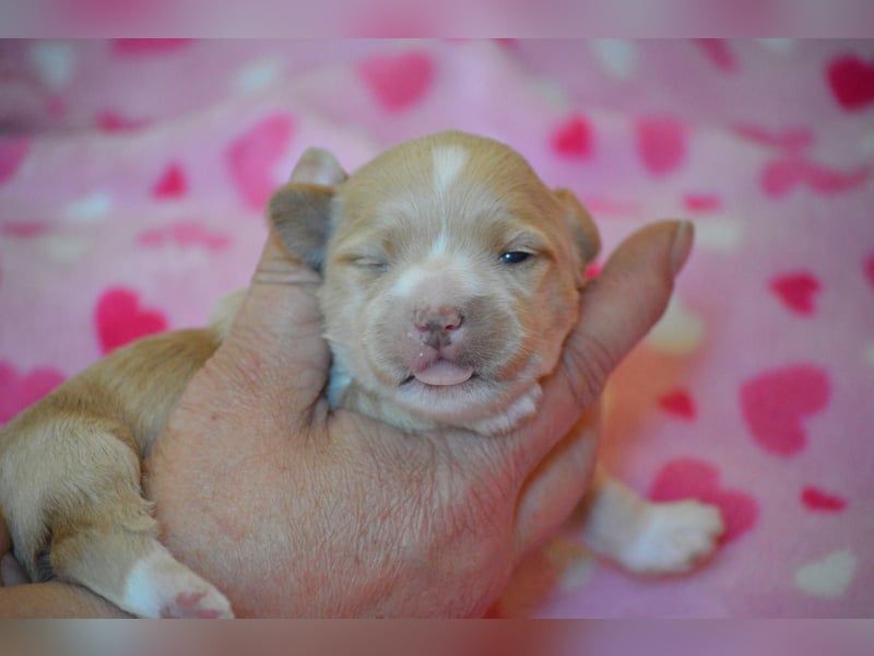 Bildhübsche Malteser/ Havanese Welpen zu verkaufen