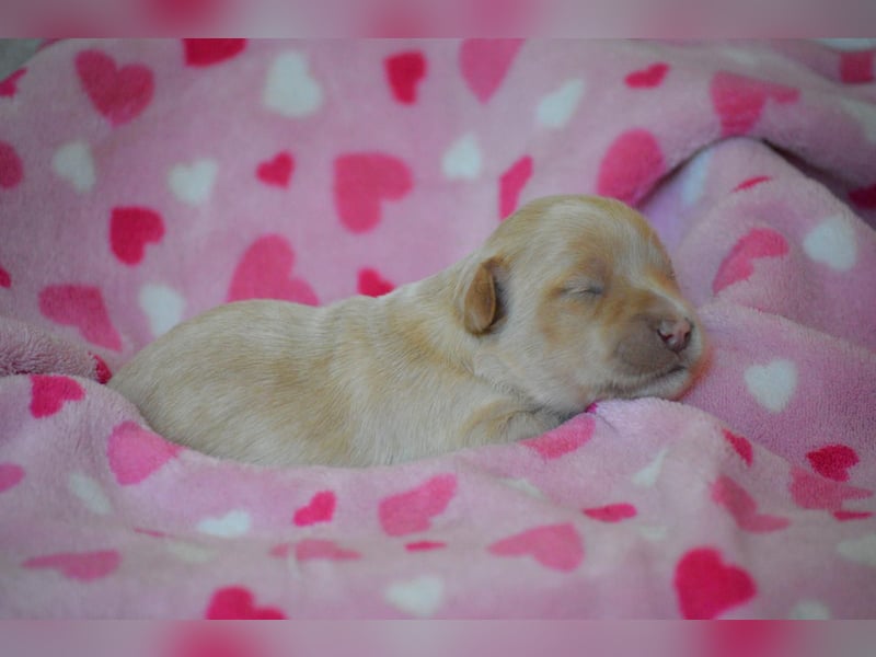 Bildhübsche Malteser/ Havanese Welpen zu verkaufen