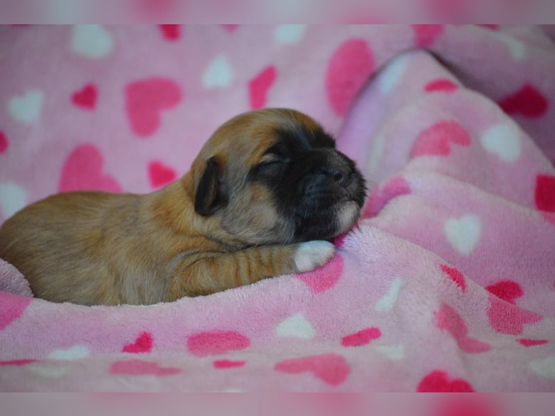 Bildhübsche Malteser/ Havanese Welpen zu verkaufen