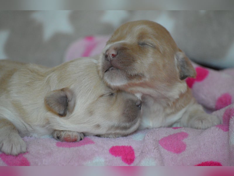 Bildhübsche Malteser/ Havanese Welpen zu verkaufen