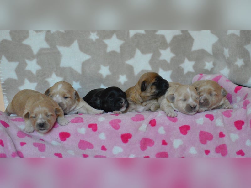 Bildhübsche Malteser/ Havanese Welpen zu verkaufen