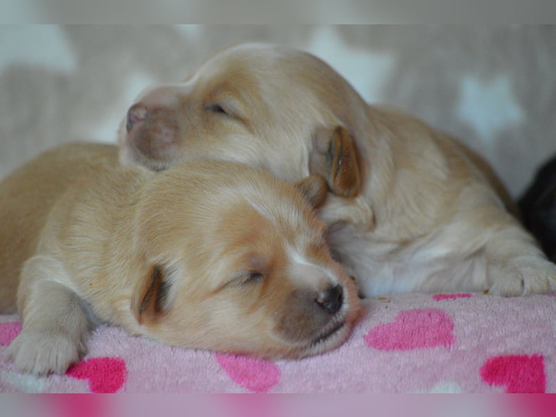 Bildhübsche Malteser/Havanese Welpen zu verkaufen