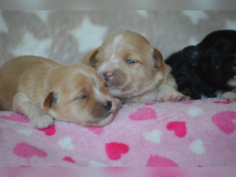 Bildhübsche Malteser/Havanese Welpen zu verkaufen
