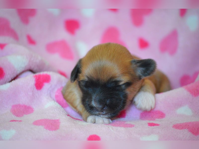 Bildhübsche Malteser/Havanese Welpen zu verkaufen