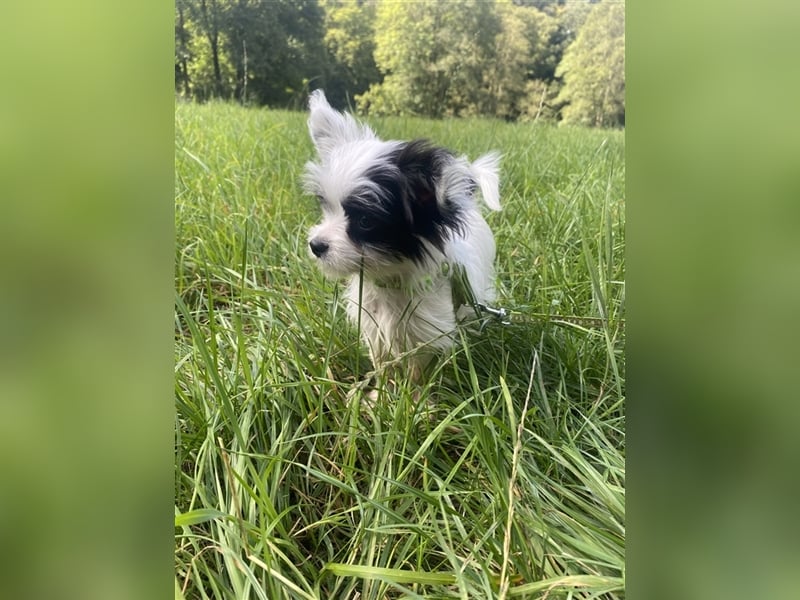 Malteser Chinese Crested  Hündin