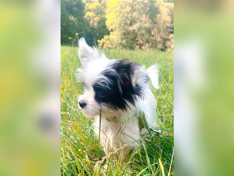 Malteser Chinese Crested  Hündin