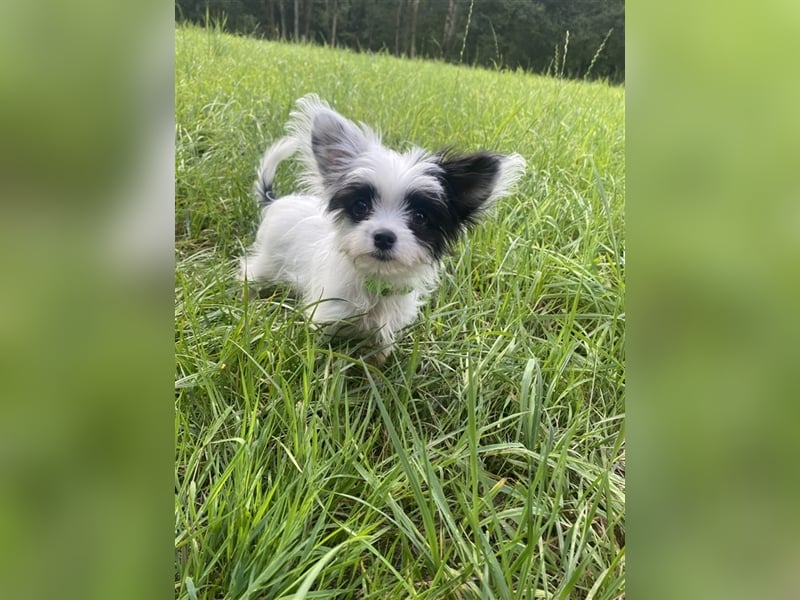 Malteser Chinese Crested  Hündin