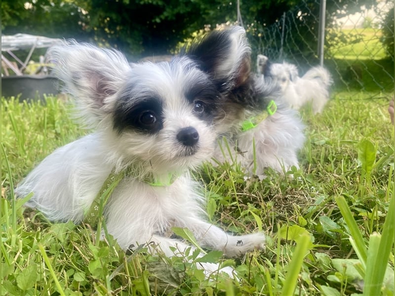 Malteser Chinese Crested  Hündin