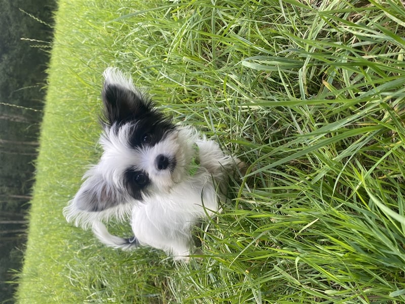 Malteser Chinese Crested  Hündin