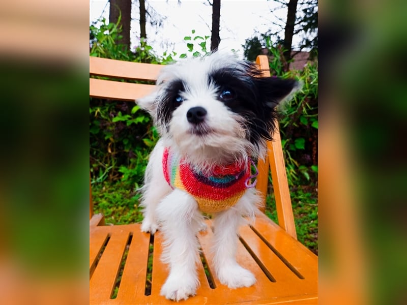 Malteser Chinese Crested  Hündin