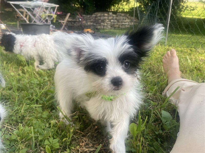 Malteser Chinese Crested  Hündin