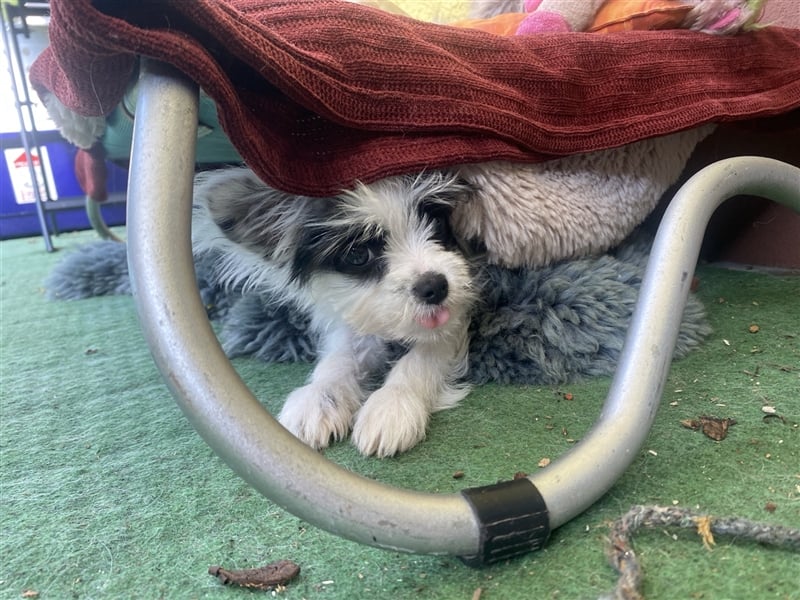 Malteser Chinese Crested  Hündin