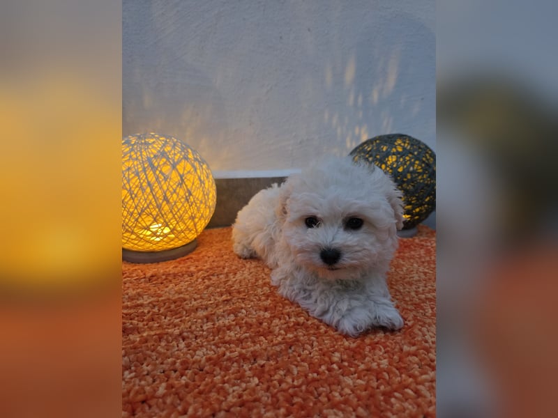 Reinrassige MALTESER Welpen suchen nach ein neues liebevolles Zuhause!