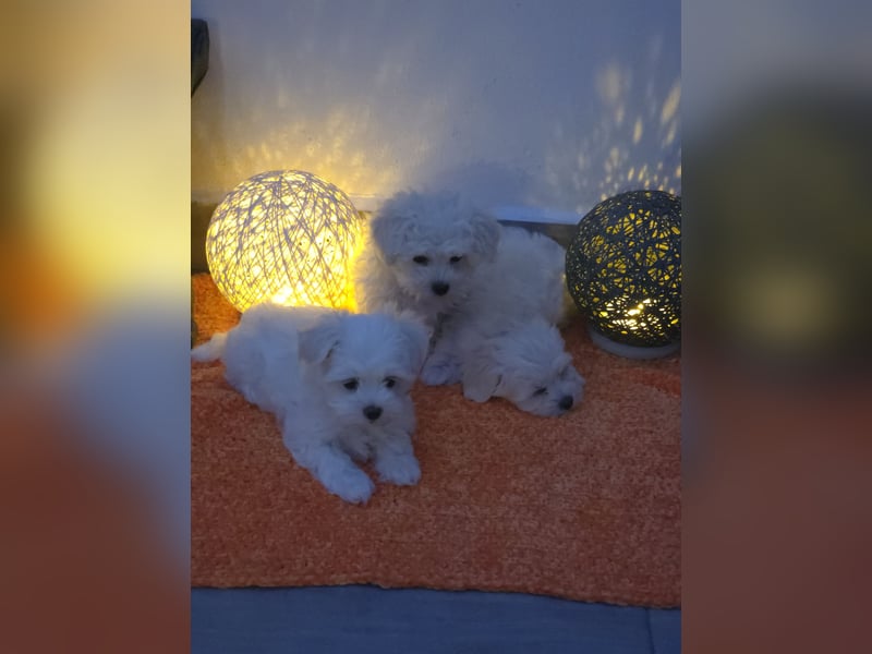 Reinrassige MALTESER Welpen suchen nach ein neues liebevolles Zuhause!