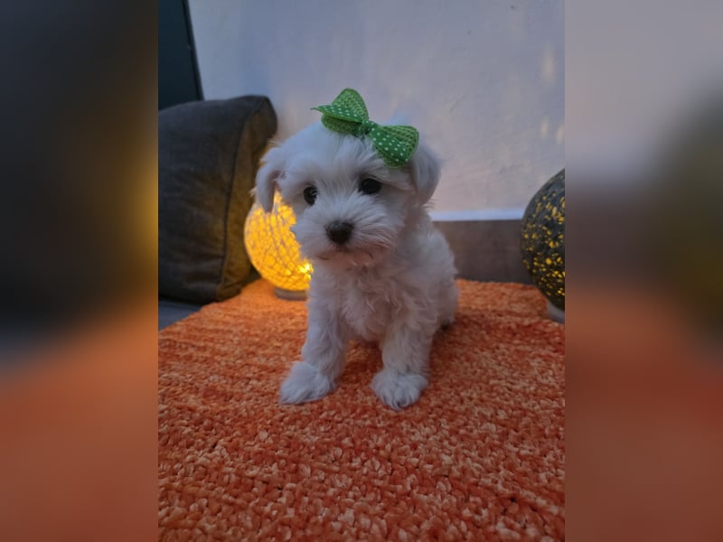 Reinrassige MALTESER Welpen suchen nach ein neues liebevolles Zuhause!