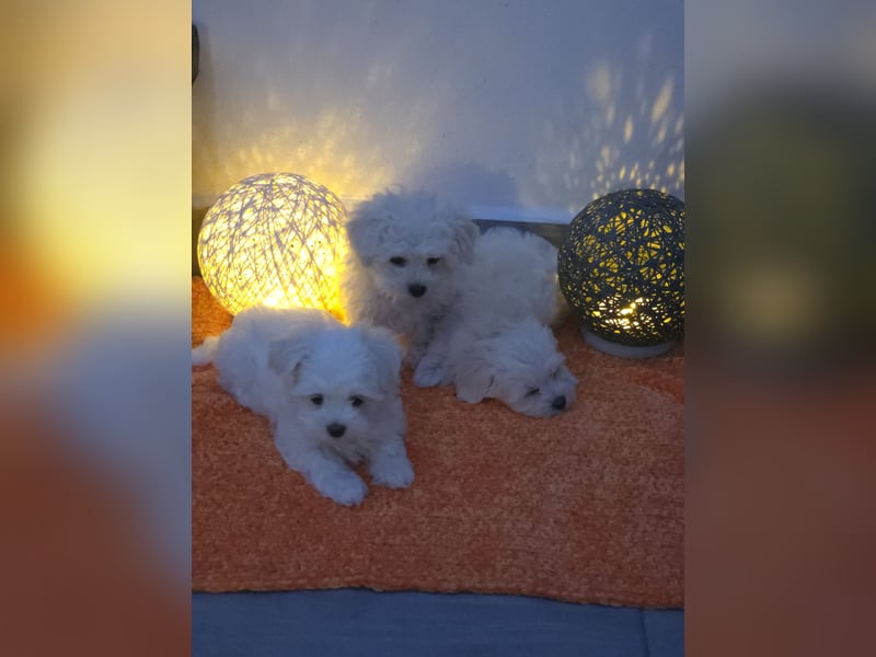 Reinrassige MALTESER Welpen suchen nach ein neues liebevolles Zuhause!