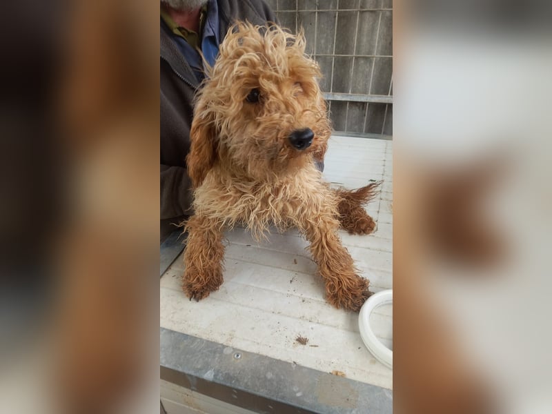 Tulipán, verspieltes Maltipoo Welpenmädchen geb. 2024
