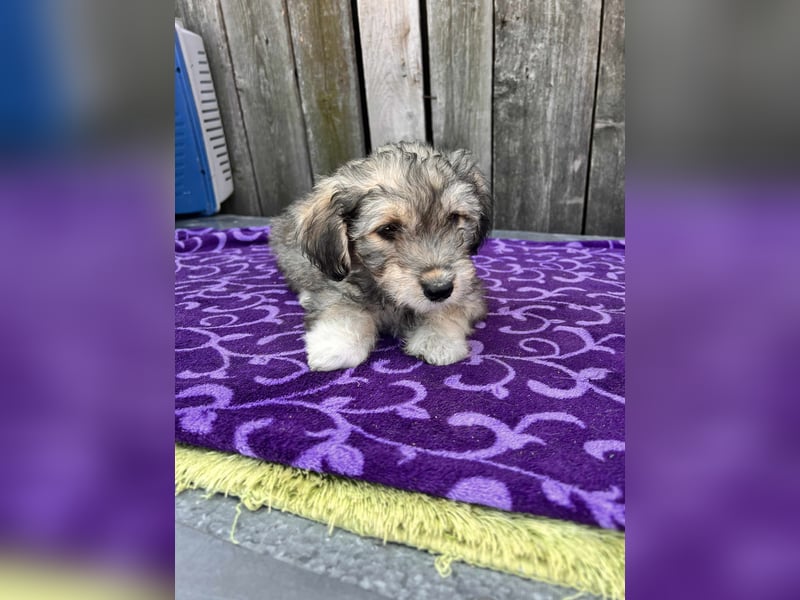 Chloe