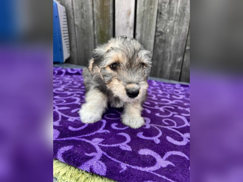 Chloe