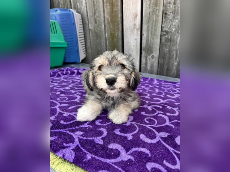 Chloe