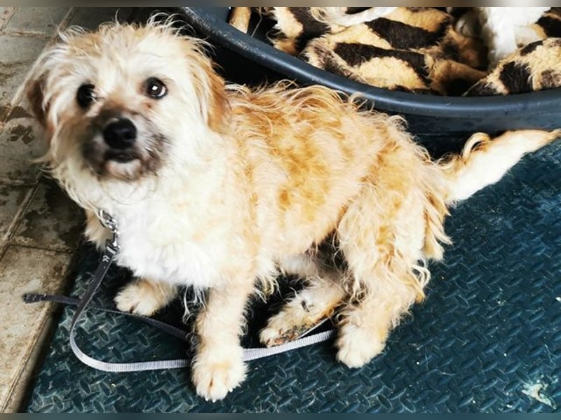 Lina, Malteser-Terriermischling, geb. 2022, freundliche Wuschelmaus sucht Zuhause